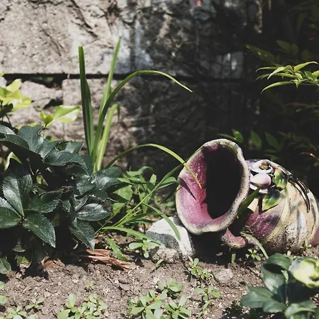 Tra Maggiore E D'orta Acqua * Colazza